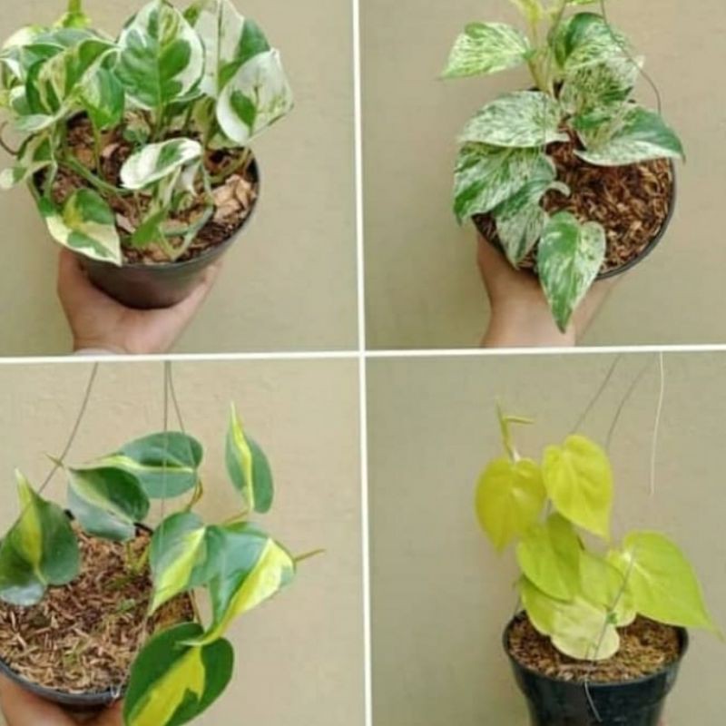 4 paket tanaman gantung - tanaman hias