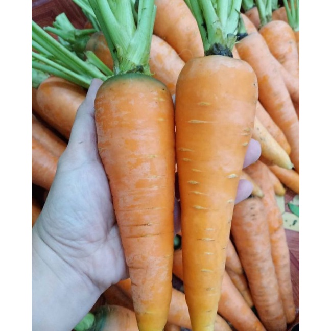 

Wortel Fresh Berat 1 kg (Pengiriman Medan)