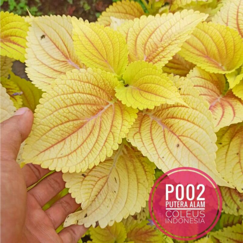 Miana Id Big Yellow/Jawer kotok/Iler/coleus