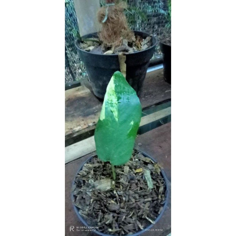 Tanaman Hias Monstera epiprenum varigata kuning