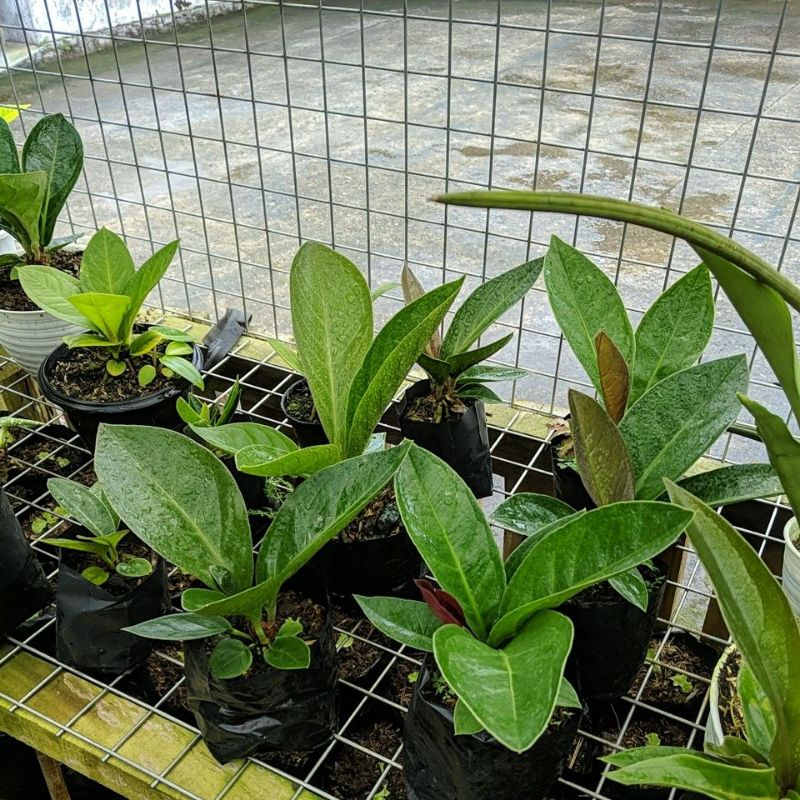 DIARY PETANI - Anthurium Jemani Cobra