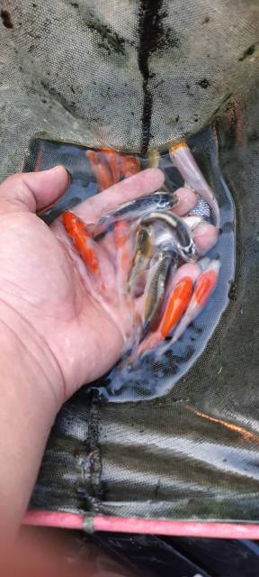 ikan koi/ bergaransi ikan Koi Sukabumi Murah (Ukuran S)
