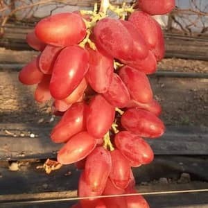 Bibit anggur import casanova hasil grafting