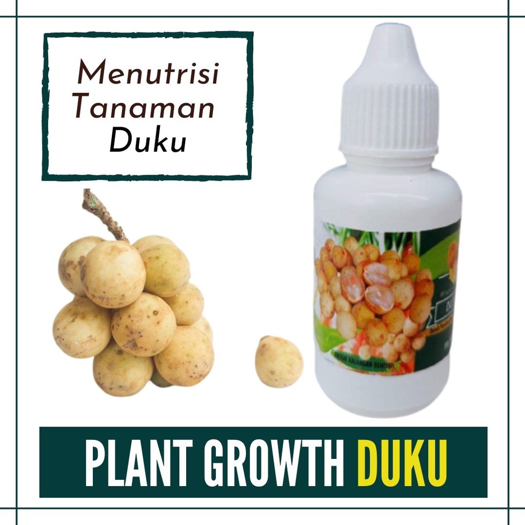 Pupuk Puah Langsat, Plant Growth Duku Pupuk Duku Agar Berbuah Lebat