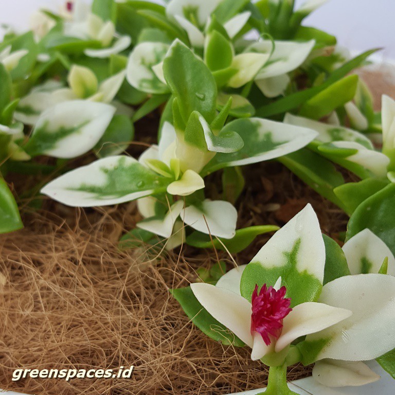 Tanaman Aptenia Cordifolia Variegata Baby Sun Rose Variegated Shopee Indonesia