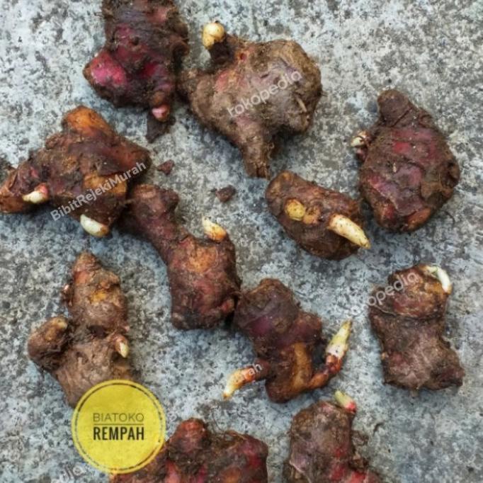 

PROMO!! PAKET 5KG TANAMAN RIMPANG JAHE MERAH SUDAH BERTUNAS SIAP TANAM SDF64164ES