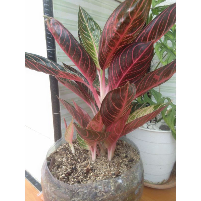 tanaman hias Aglonema  sumatra anakan asli 2-3sehat