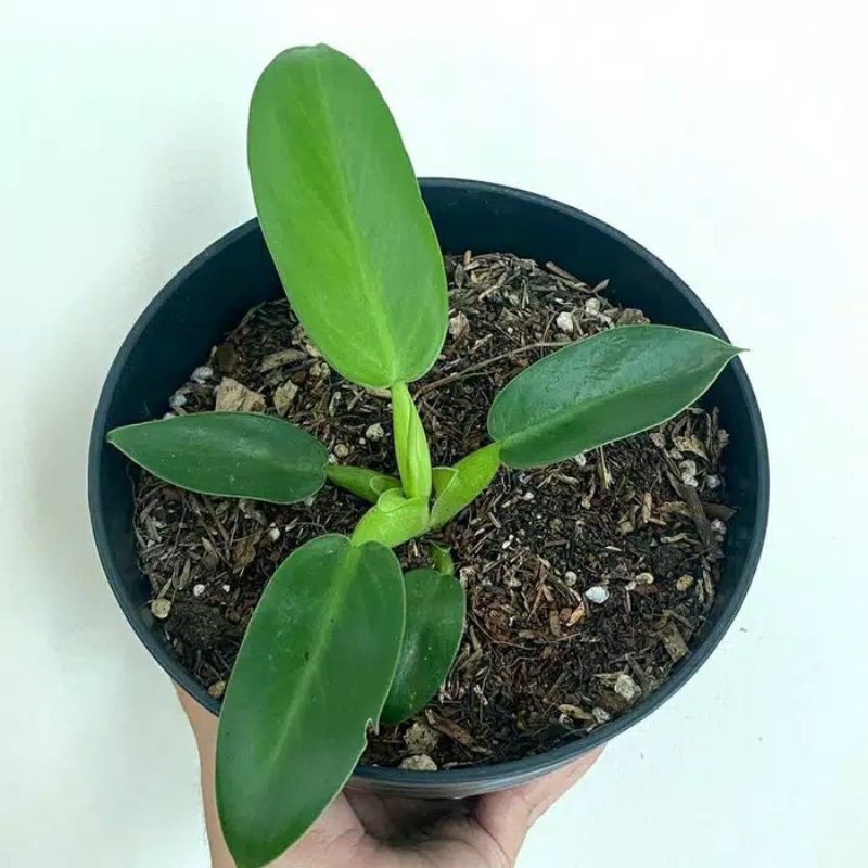 Philodendron Martianum | Philo Katak | Philo Eceng