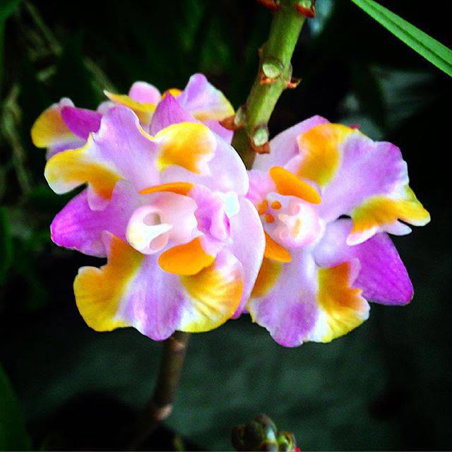 Anggrek 3 paket doritis dewasa hybrid