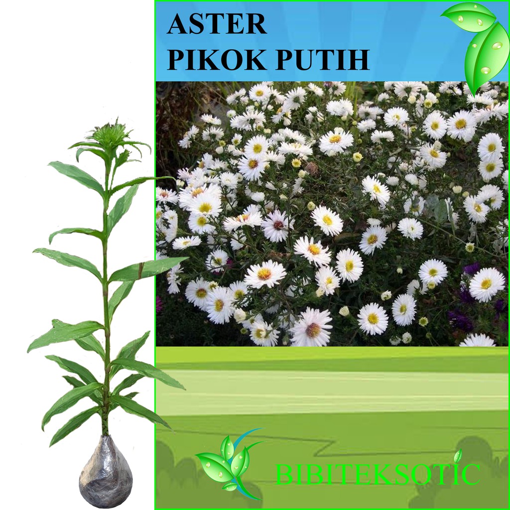 Tanaman Aster Pikok Putih