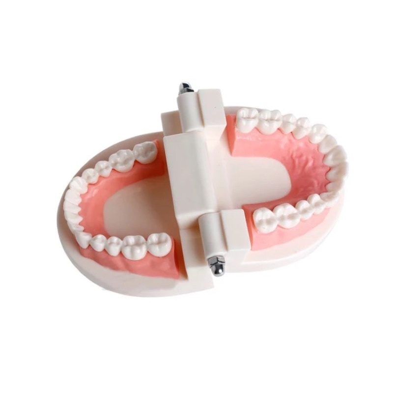 DENTAL STUDY MODEL HIGH QUALITY // Patung Gigi // Model Phantom Dental // Alat Peraga Kedokteran Praktek Gigi Ortho Orthodontic Tanpa Behel bracket Braces // Behelldental