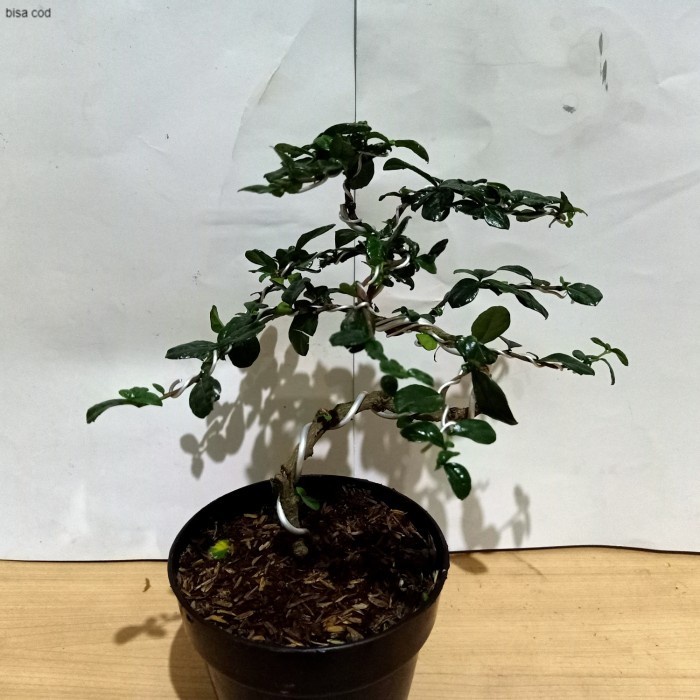 pohon tanaman bonsai hokianti/okianti