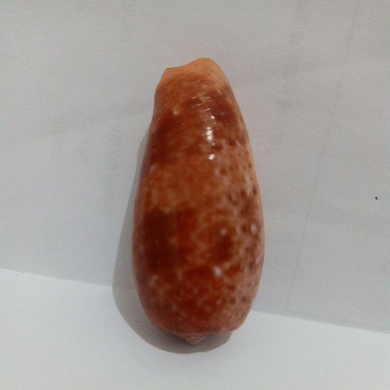 CANGKANG KERANG CONUS BULLATUS
