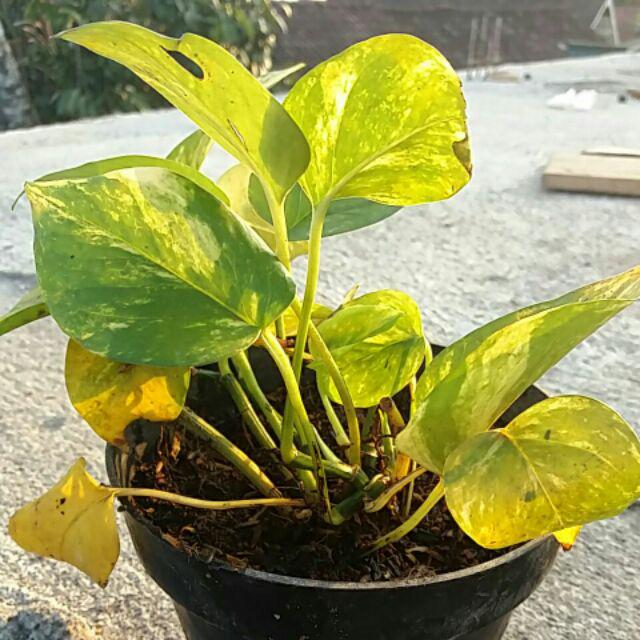 bibit tanaman  sirih  gading  hijau rambat  tanaman  rambat  