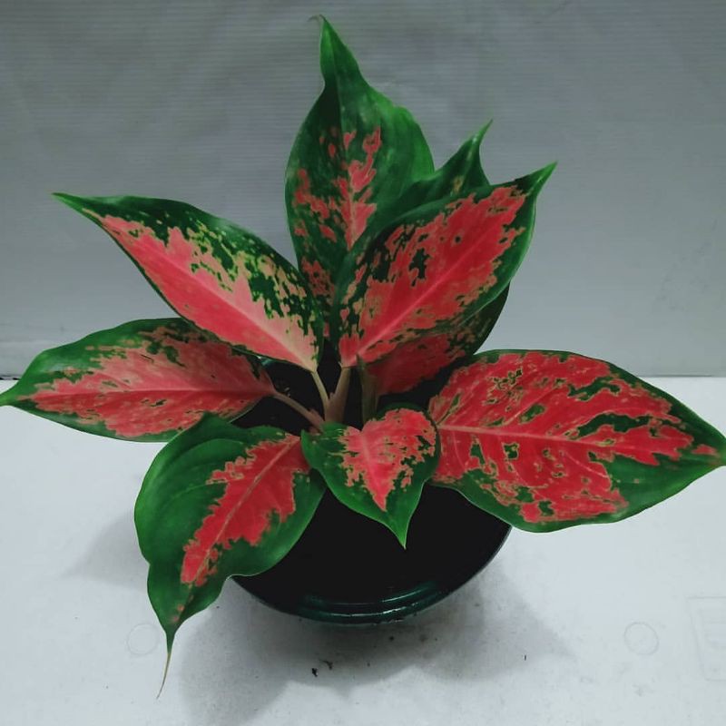 AGLONEMA KOCHIN | aglonema | tanaman aglonema kochin