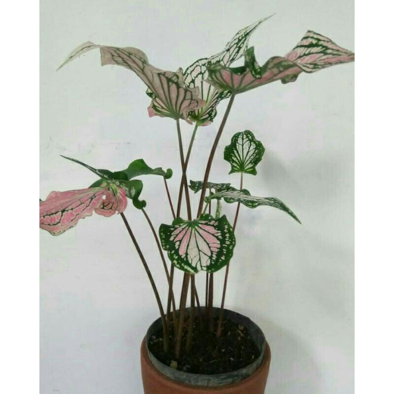 Tanaman Hias Keladi Wayang - hiasan taman - keladi wayang.