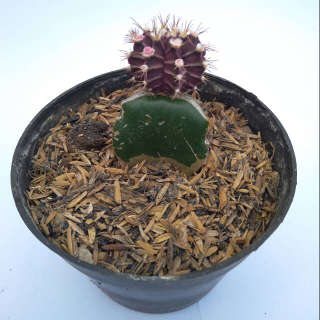 Kaktus dan sukulen dengan pot  10cm dan tanah terlaris no2 