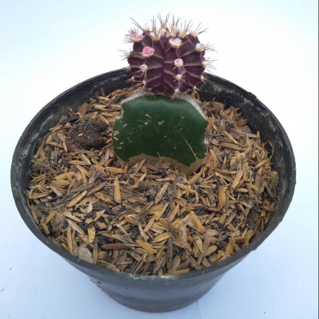 Kaktus dan sukulen dengan pot 10cm dan tanah terlaris no2 Kaktus dan sukulen dengan pot 10cm dan tanah terlaris no2