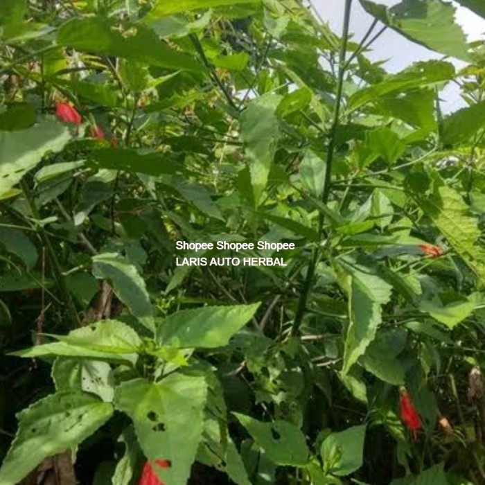 

Daun Bunga Sepatu / Wera / 500 gram