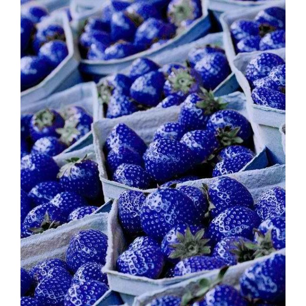 Tanaman Benih Bibit Biji Buah Strawberry Biru / Blue Import