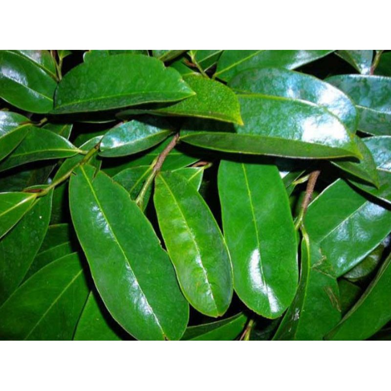 

Daun sirsak segar baru petik