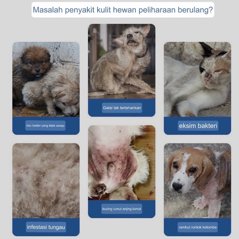 Annsipet skin disease lotion for dog and cat (jamur, kutu, bakteri, gatel2, merah)