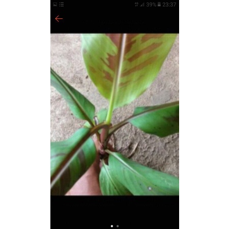 Bibit pohon pisang merah