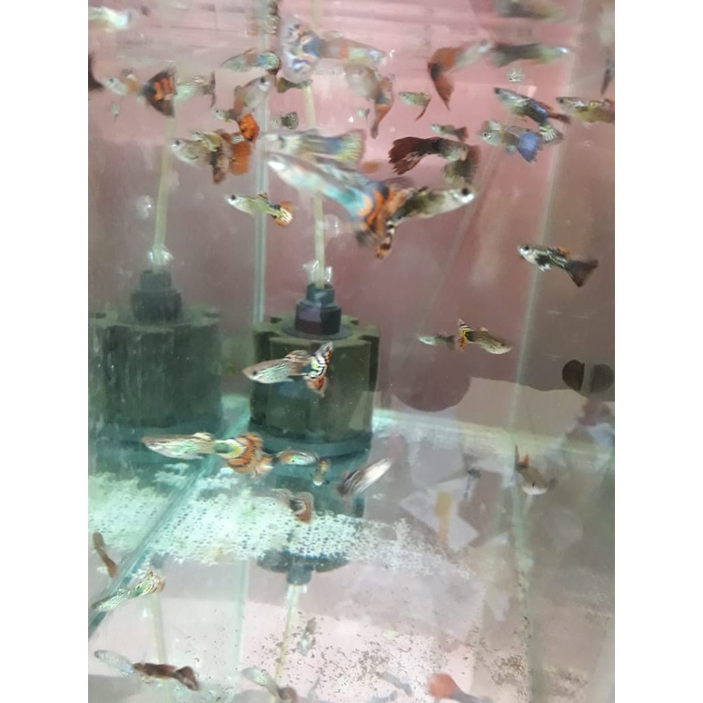 GUPPY COBRA AQUASCAPE