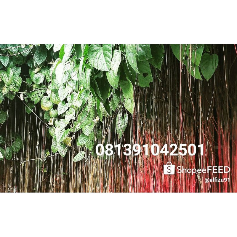 ivy curtain akar seribu