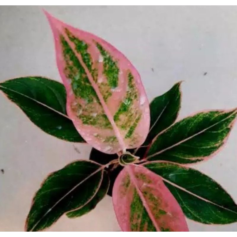 tanaman hias aglonema pink lipstik.aglonema pink lipstik