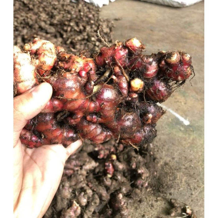 JAHE MERAH RIMPANG BESAR 1KG