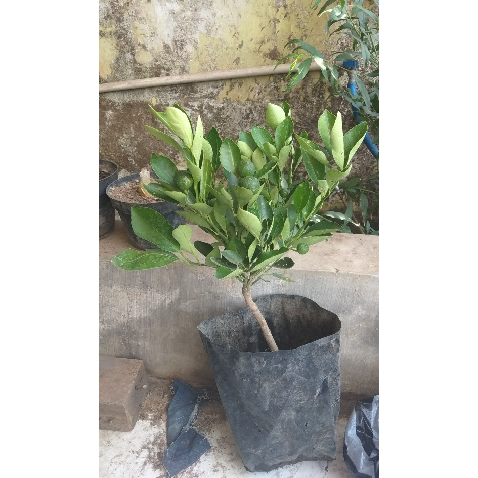 Tanaman buah jeruk santang madu berbuah( bibit bagus )