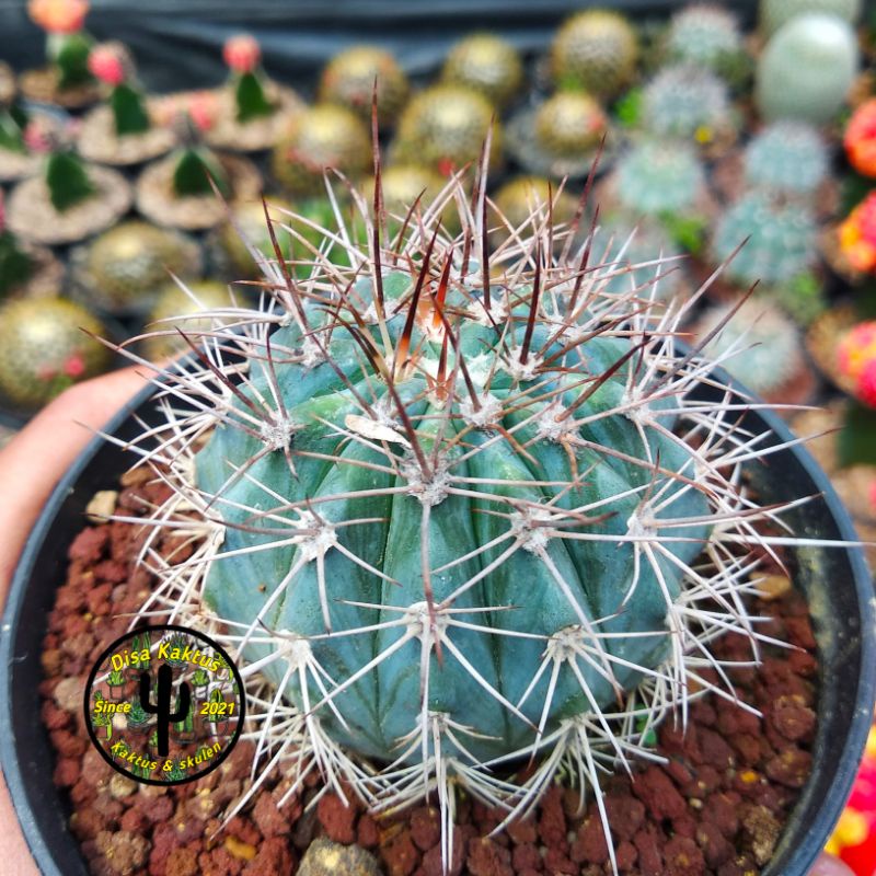 KAKTUS SKULEN - melocactus azureus