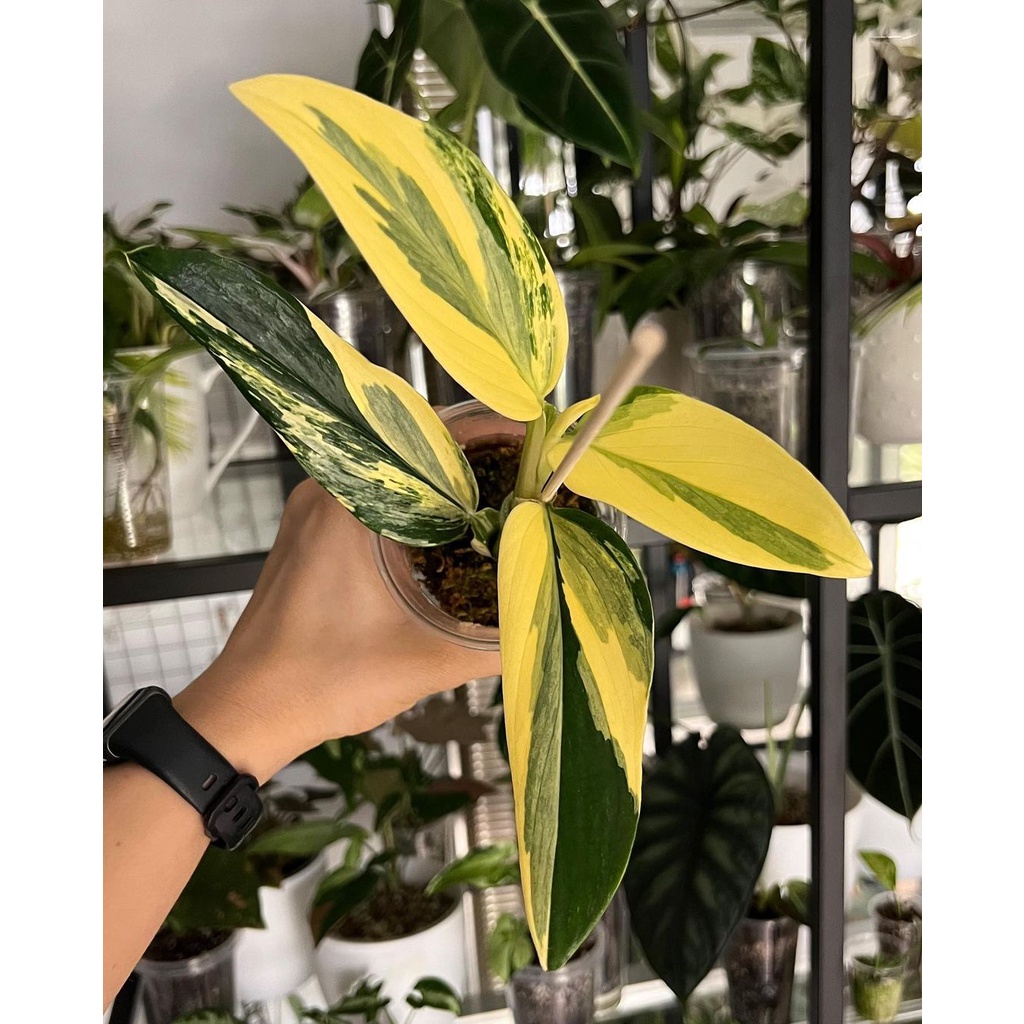 Tanaman bibit monstera standleyana kuning / philodendron standleyana variegata kuning / varigata kun
