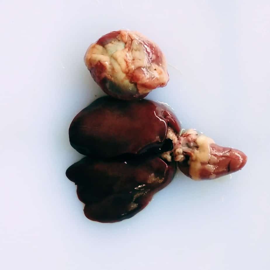 

Ati dan ampela ayam besar