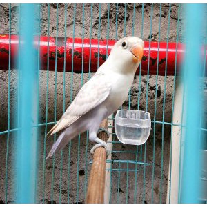 20+ Burung cantik harga murah terbaru