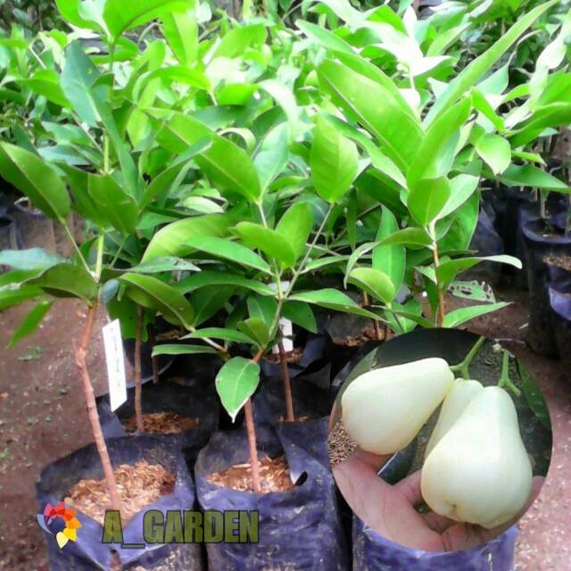 Bibit jambu air madu susu