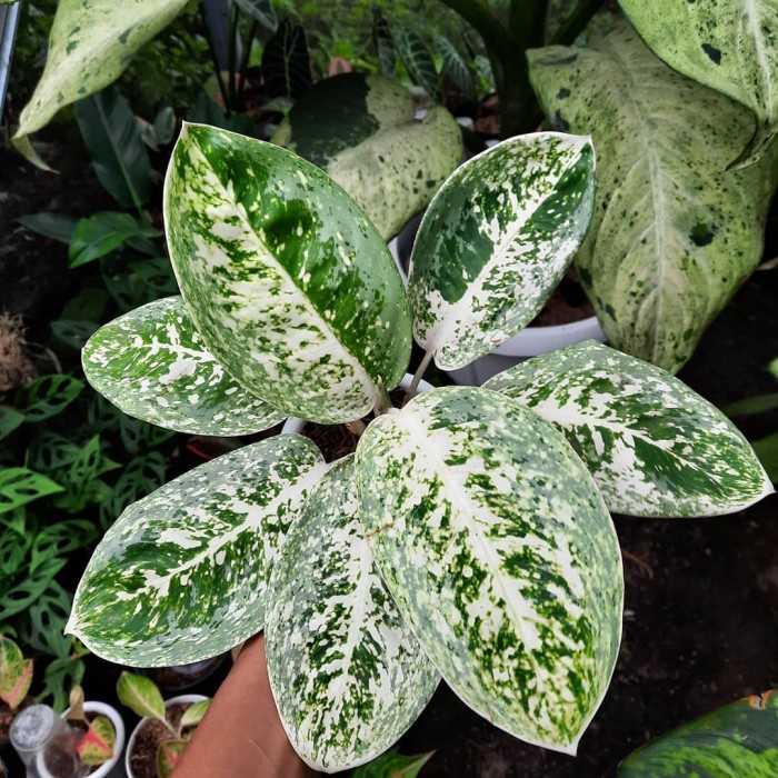 aglonema milky way Bibit/Bonggol Tanaman Hias