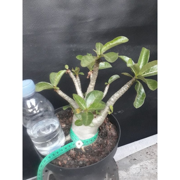 Adenium Arabicum Hibrid