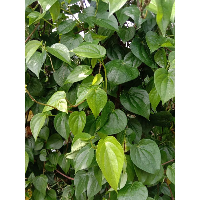 

daun sirih 100% segar (daun organik)