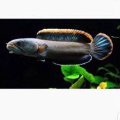 

Ikan Chana gacua limbata red fine