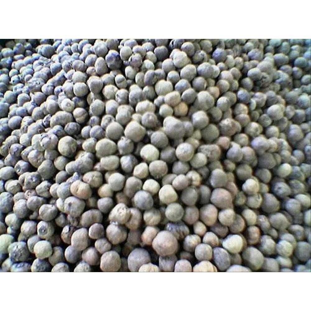 Benih Biji jati merah super unggul 50 biji