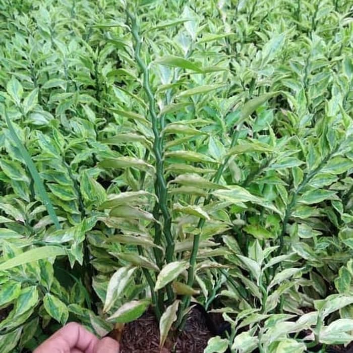 tanaman zigzag plant - pohon patah tulang