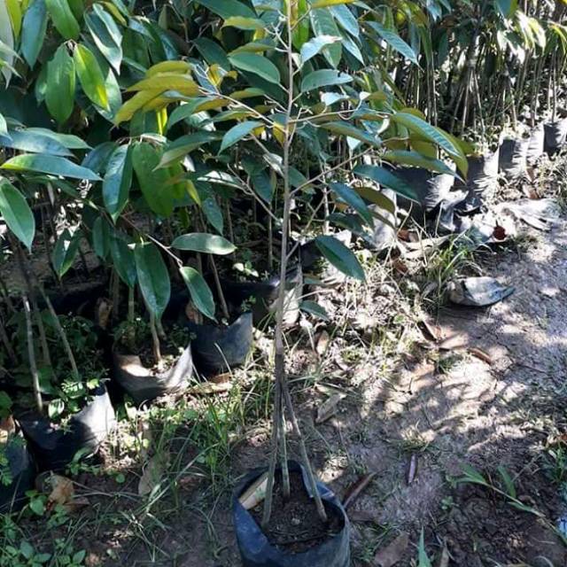 Bibit durian montong kaki 3 super