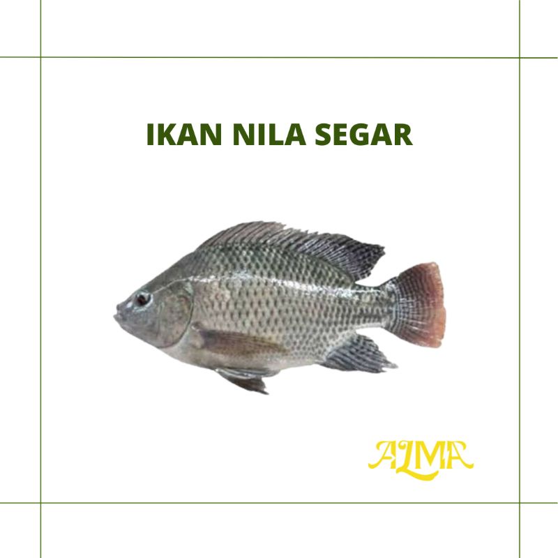 

IKAN NILA SEGAR / IKAN FRESH