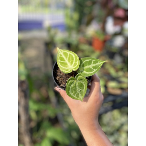 anthurium dorayaki