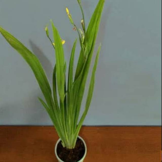 Pohon Airistanaman hias indoor