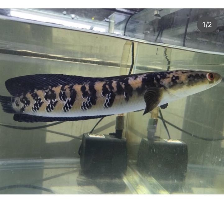 Harga Spesial.. Yellow Sentarum Channa Maru Size *KHUSUS P. JAWA-BALI (8-10/17-19/21-23cm)