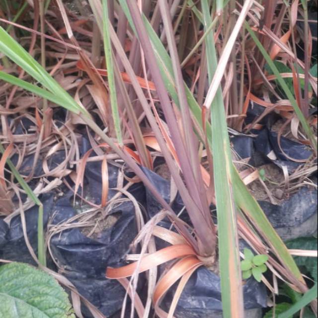 Bibit tanaman sere merah