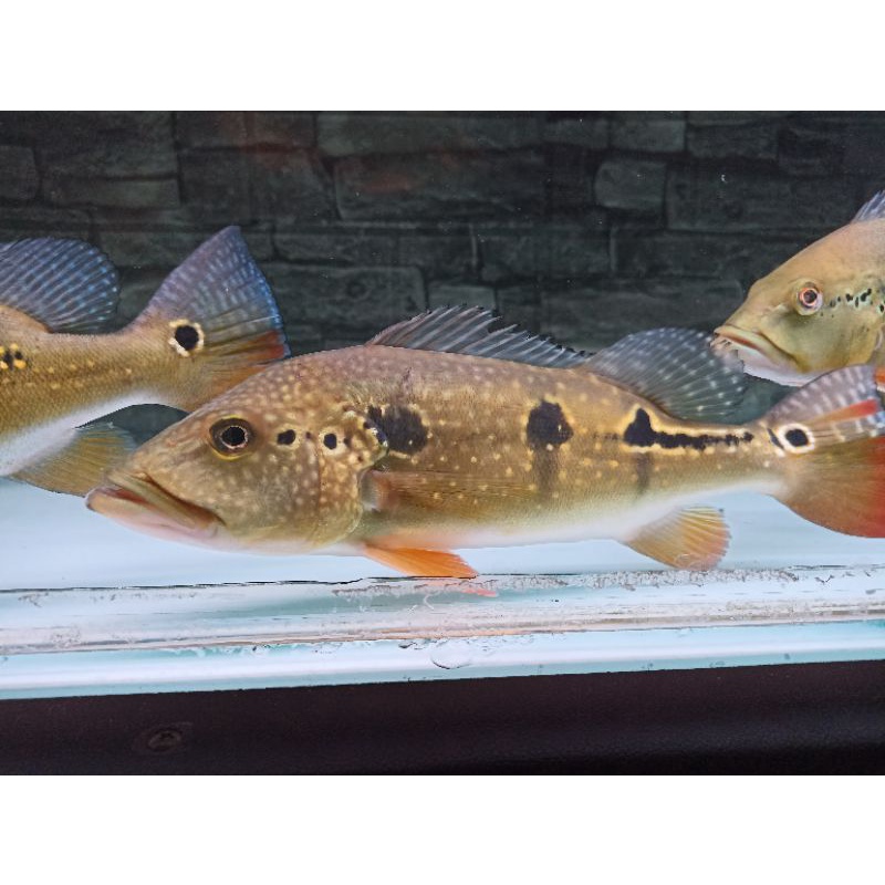 pbass pinima 25cm khusus ojol